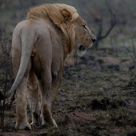 Sediba Luxury Safari Lodge Welgevonden Game Reserve Luaran gambar