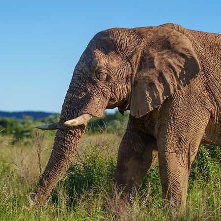 Sediba Luxury Safari Lodge Welgevonden Game Reserve Luaran gambar