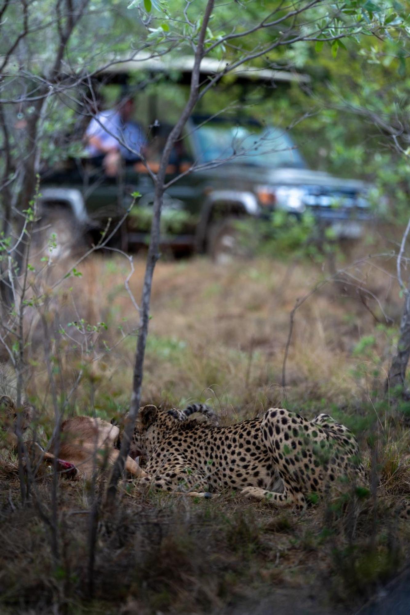 Sediba Luxury Safari Lodge Welgevonden Game Reserve Luaran gambar