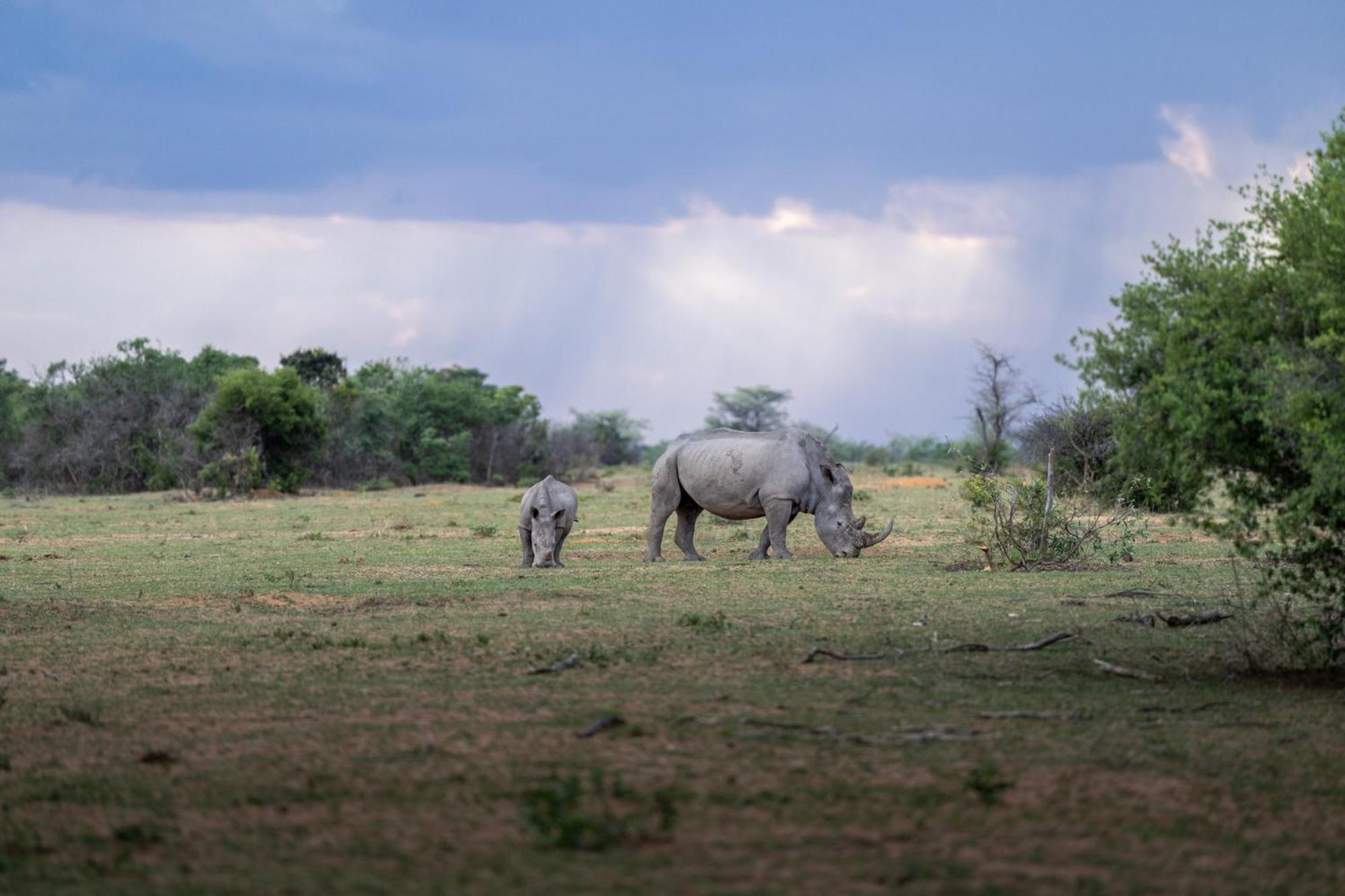 Sediba Luxury Safari Lodge Welgevonden Game Reserve Luaran gambar