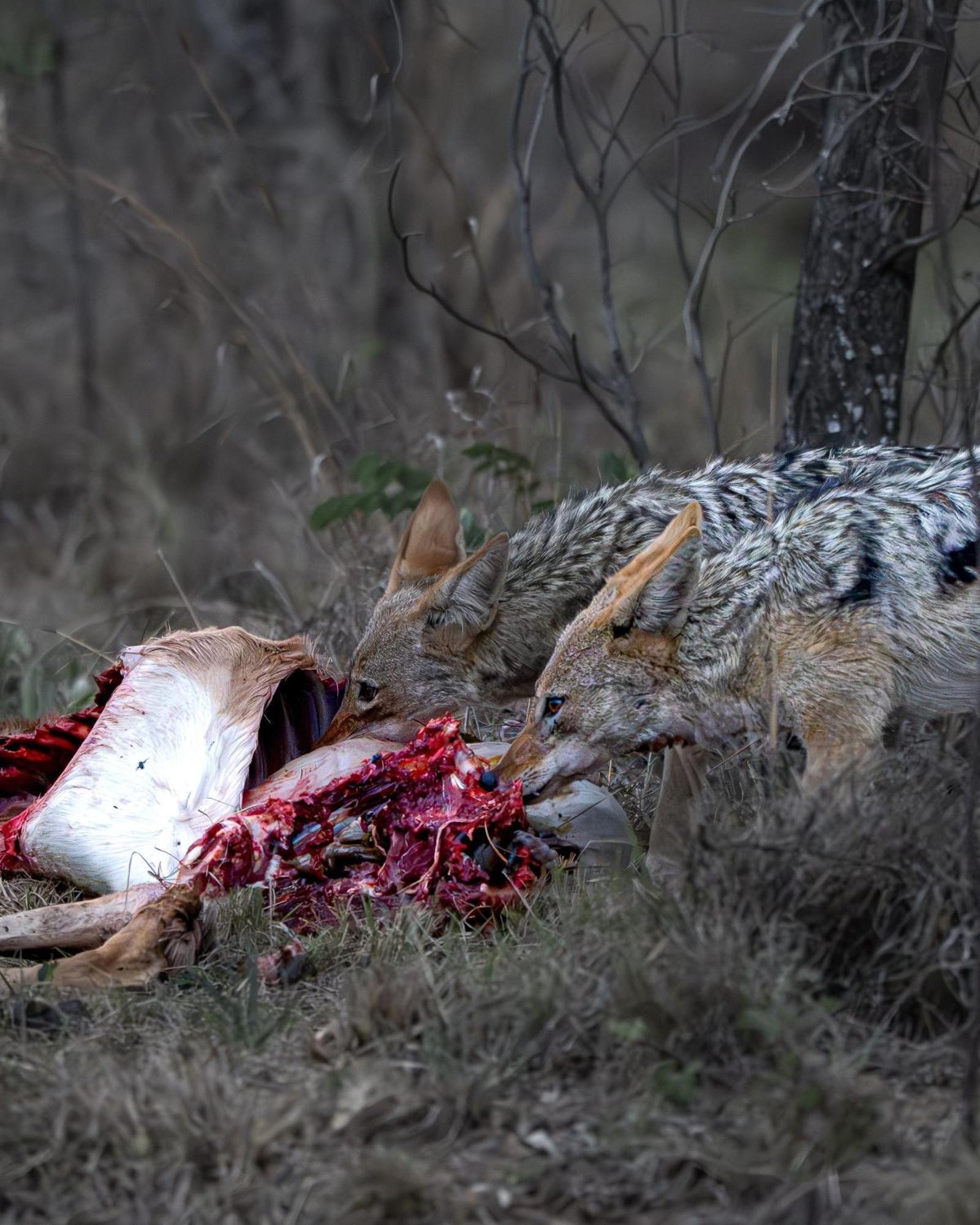 Sediba Luxury Safari Lodge Welgevonden Game Reserve Luaran gambar