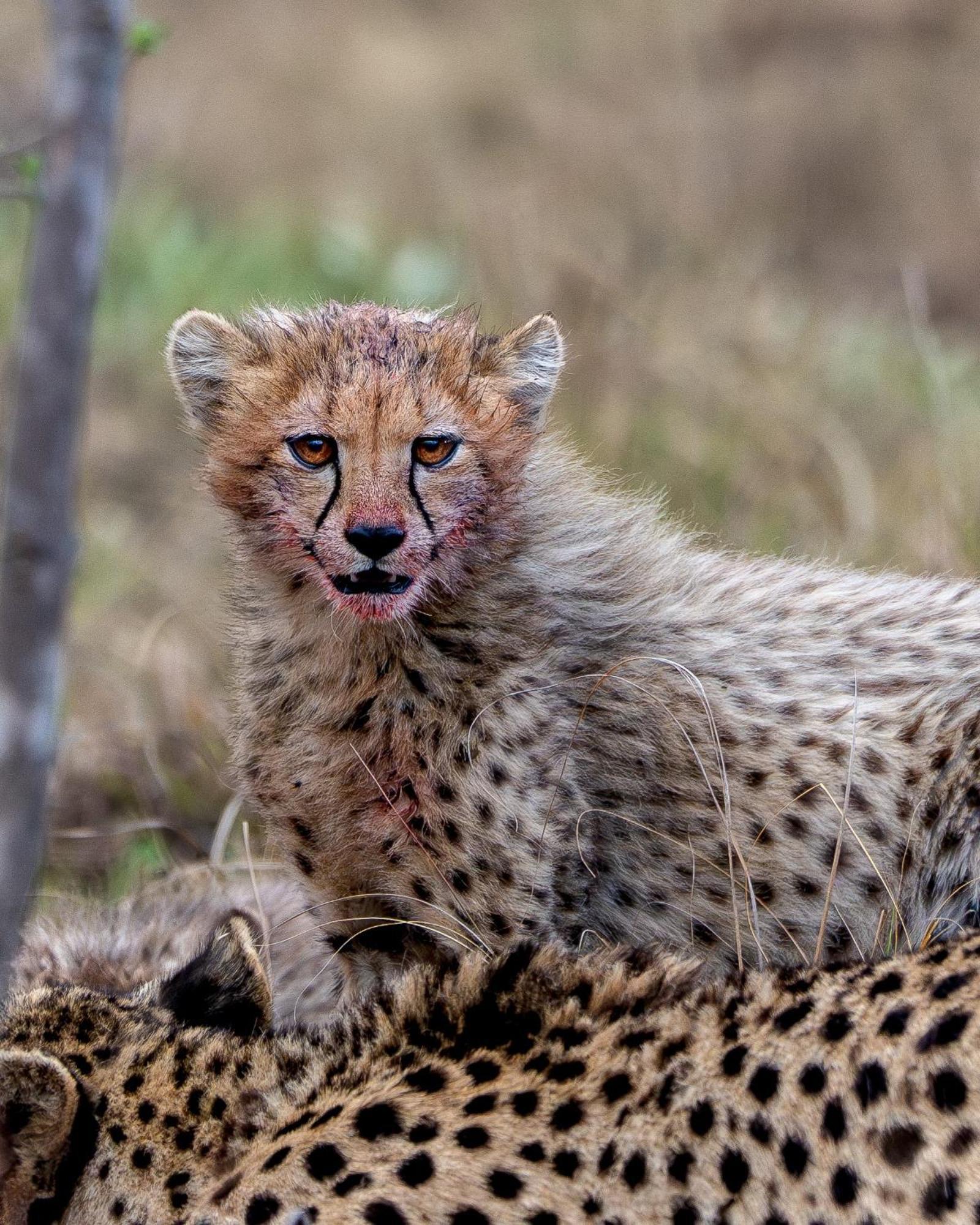 Sediba Luxury Safari Lodge Welgevonden Game Reserve Luaran gambar