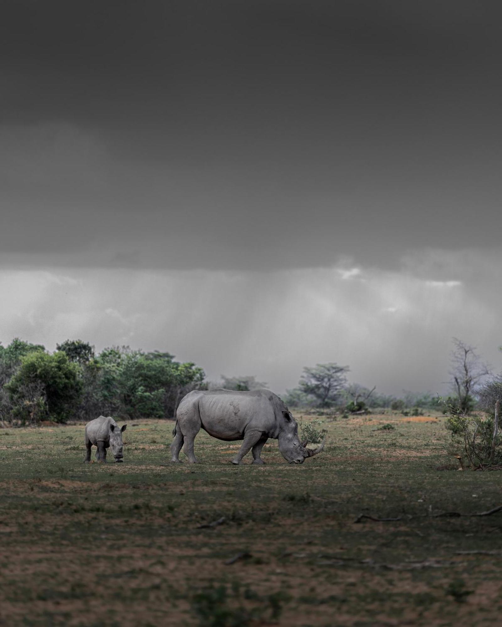 Sediba Luxury Safari Lodge Welgevonden Game Reserve Luaran gambar