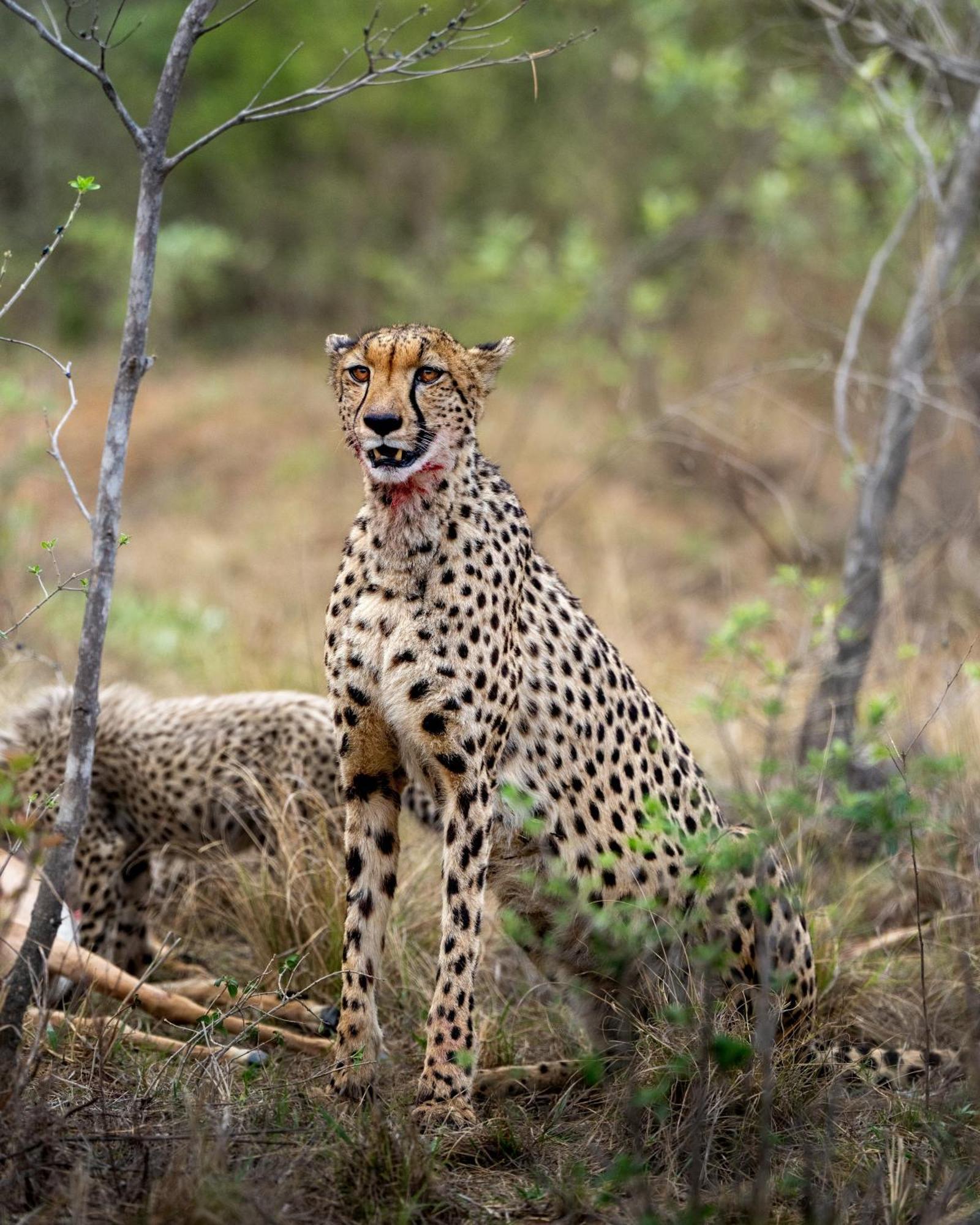 Sediba Luxury Safari Lodge Welgevonden Game Reserve Luaran gambar