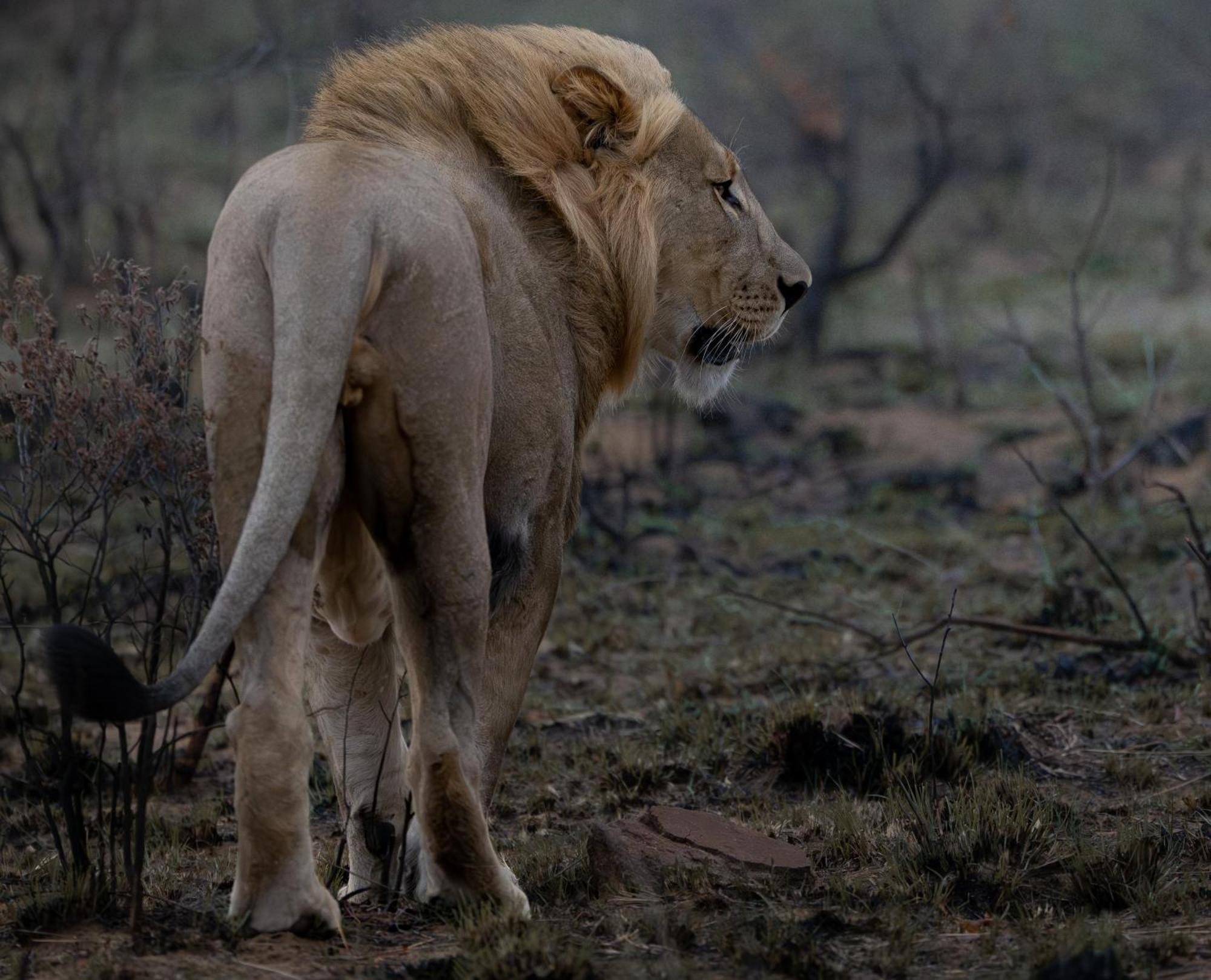 Sediba Luxury Safari Lodge Welgevonden Game Reserve Luaran gambar