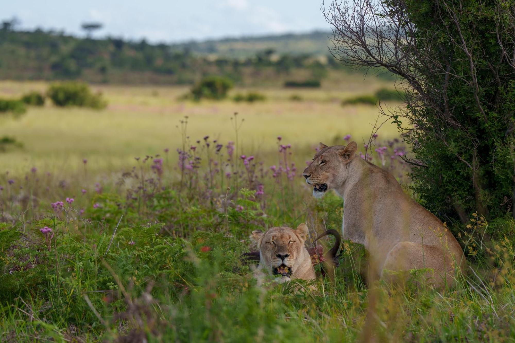 Sediba Luxury Safari Lodge Welgevonden Game Reserve Luaran gambar