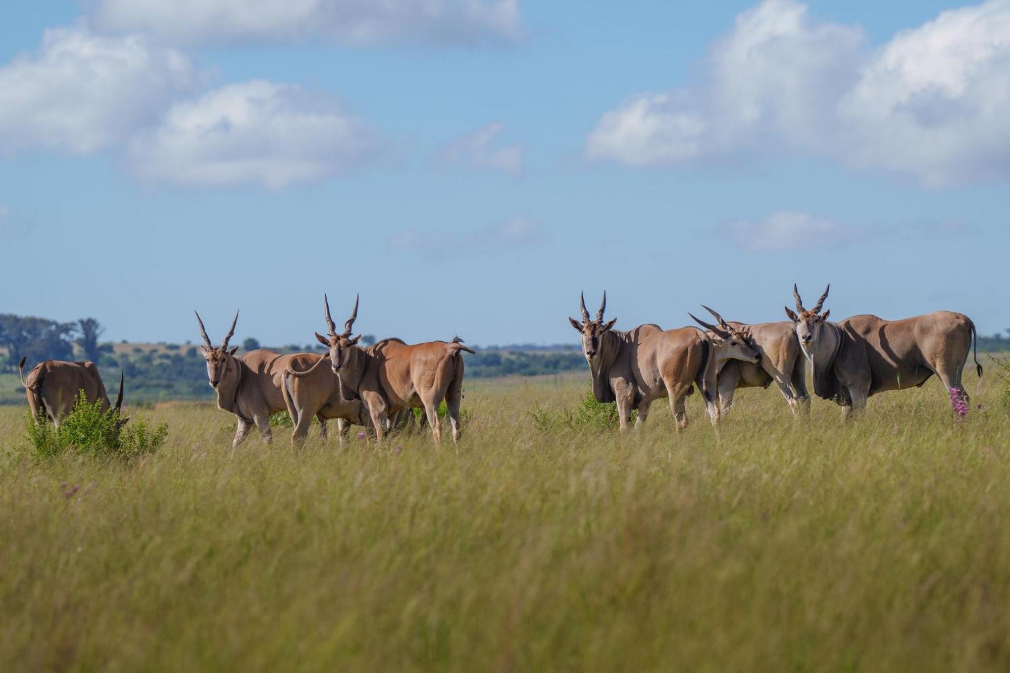 Sediba Luxury Safari Lodge Welgevonden Game Reserve Luaran gambar