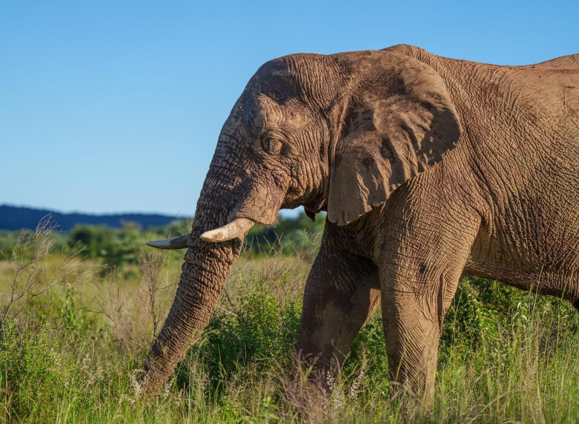 Sediba Luxury Safari Lodge Welgevonden Game Reserve Luaran gambar