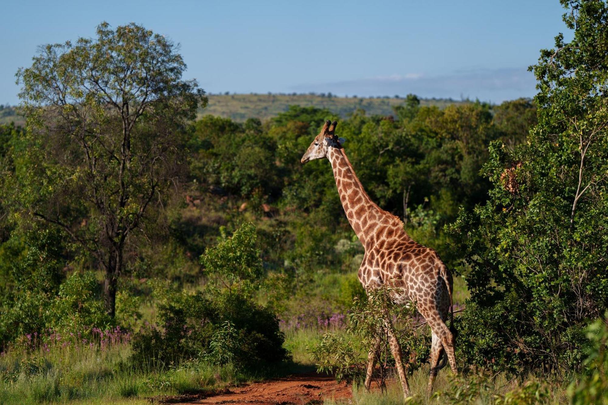 Sediba Luxury Safari Lodge Welgevonden Game Reserve Luaran gambar