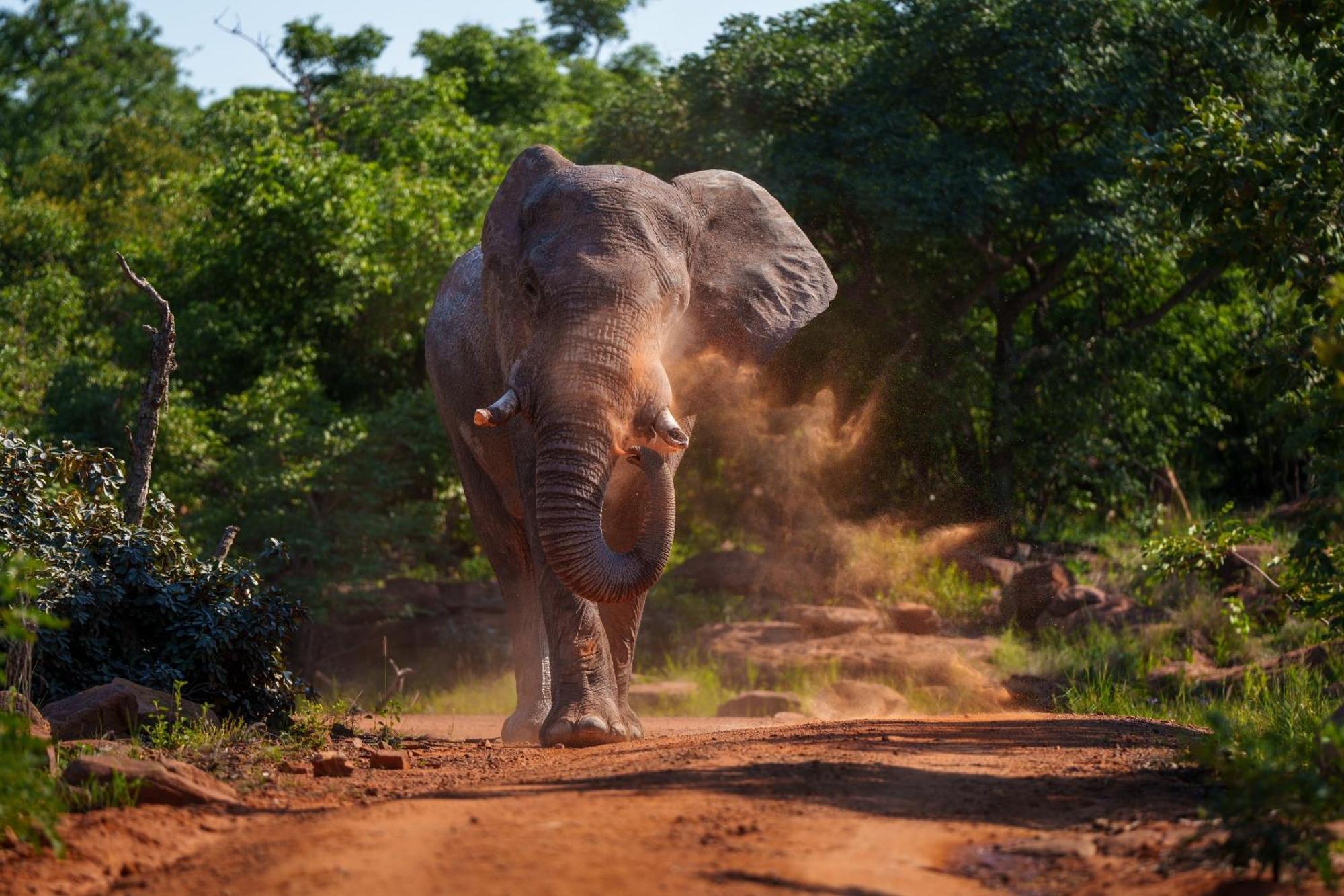 Sediba Luxury Safari Lodge Welgevonden Game Reserve Luaran gambar
